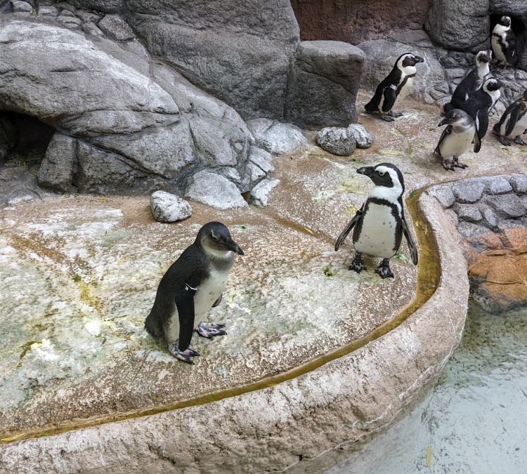 penguin-photo